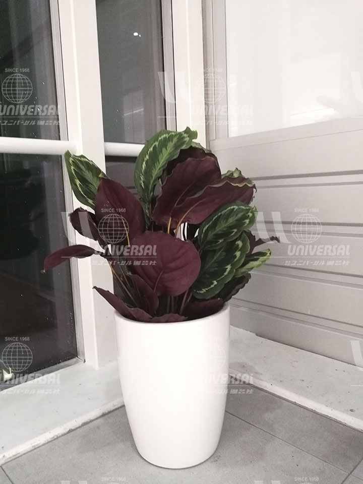 圆叶竹芋