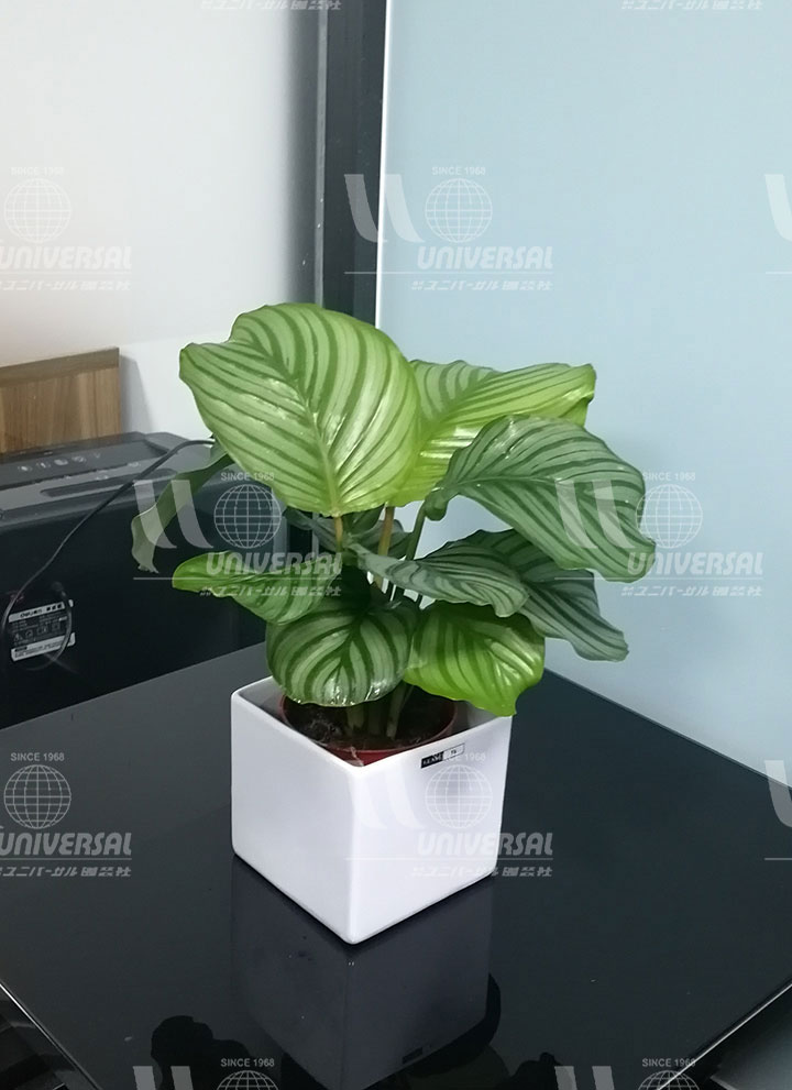 苹果竹芋